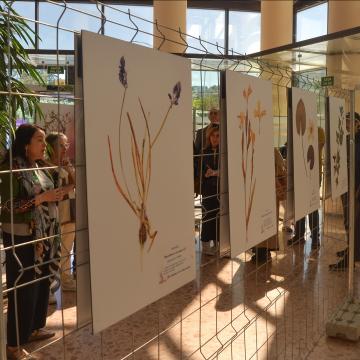 Literatura e natureza conéctanse nunha exposición sobre as flores e plantas presentes na obra de Rosalía de Castro