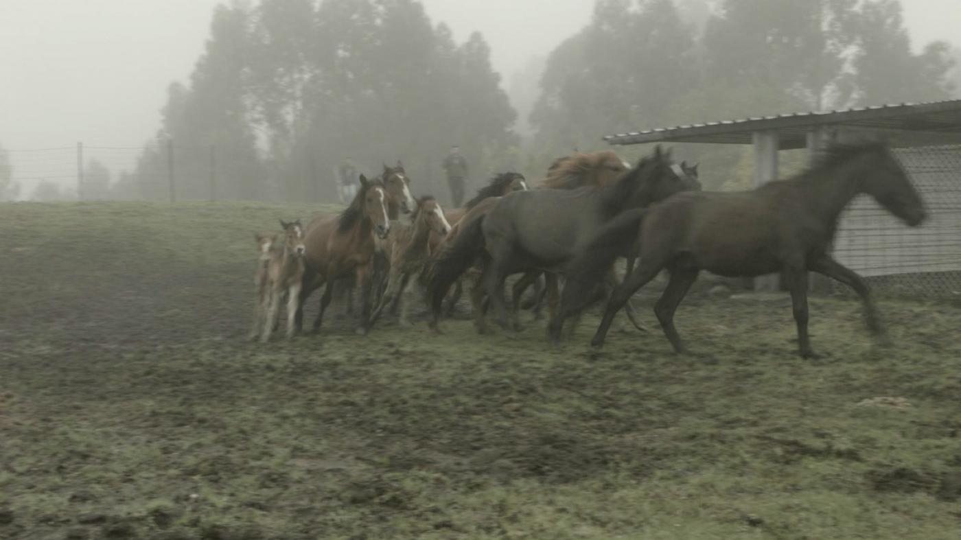 Unha manda de cabalos galegos do monte permitirá estudar con drones os seus efectos sobre a biomasa forestal