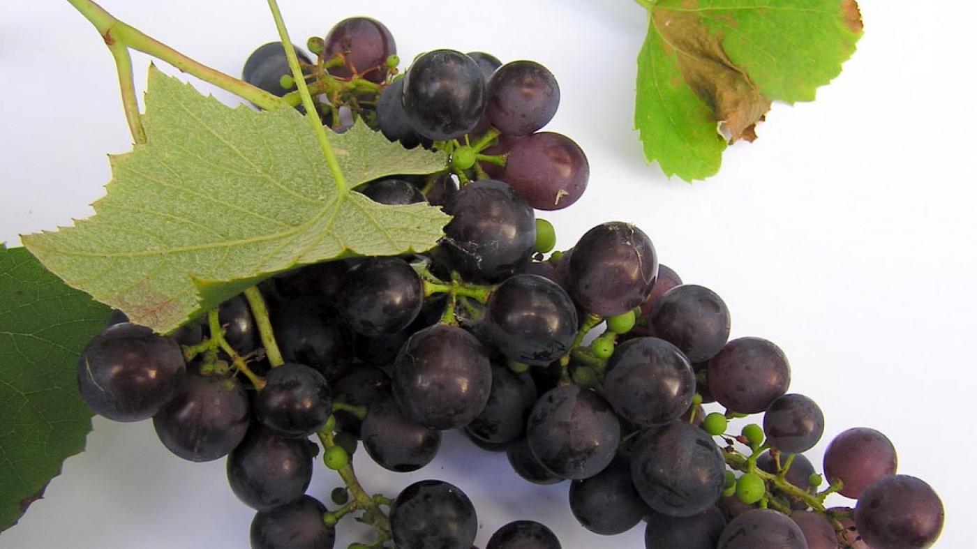 O resveratrol é un composto de orixe vexetal que acada a súa maior concentración na pel da uva negra e en froitos vermellos 