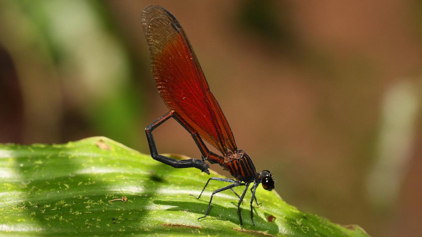 Investigadores da EE Forestal constatan a existencia de variacións nun comportamento único das libélulas