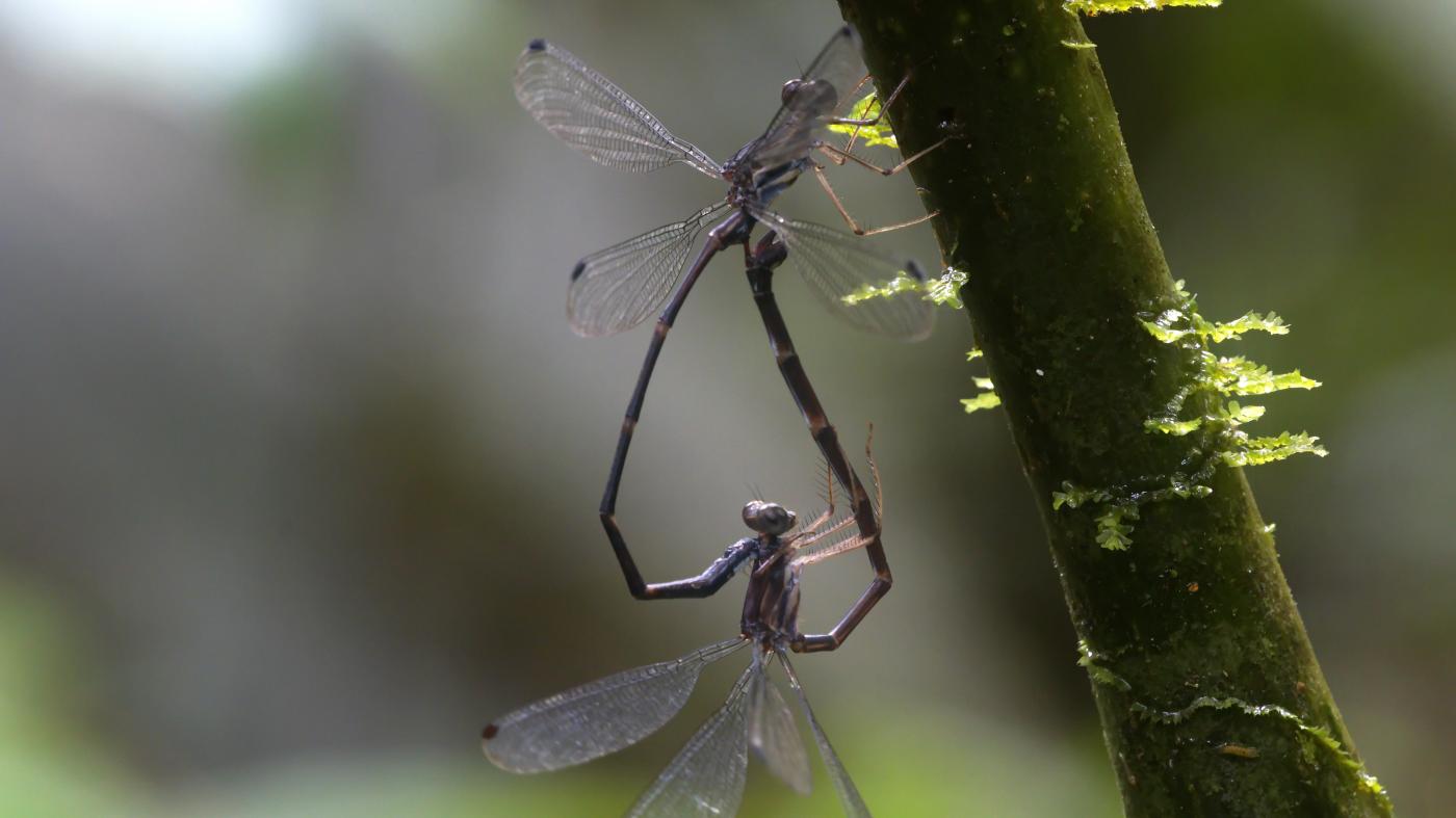 Investigadores de Vigo, Brasil e Ecuador descobren unha nova especie de libélula amazónica