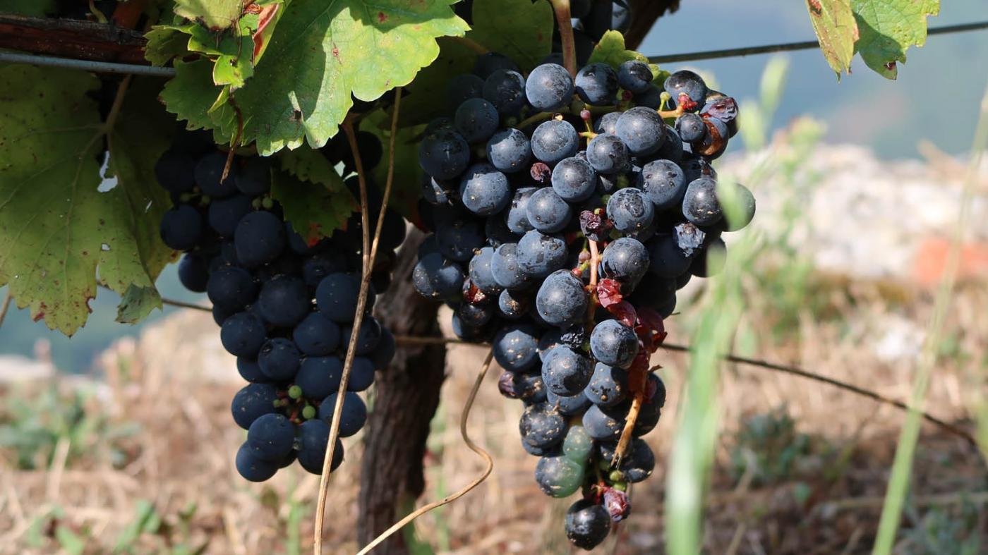 A universidade galega alíase co sector do viño e demostra o alto valor do vermicompost de bagazo como biofertilizante