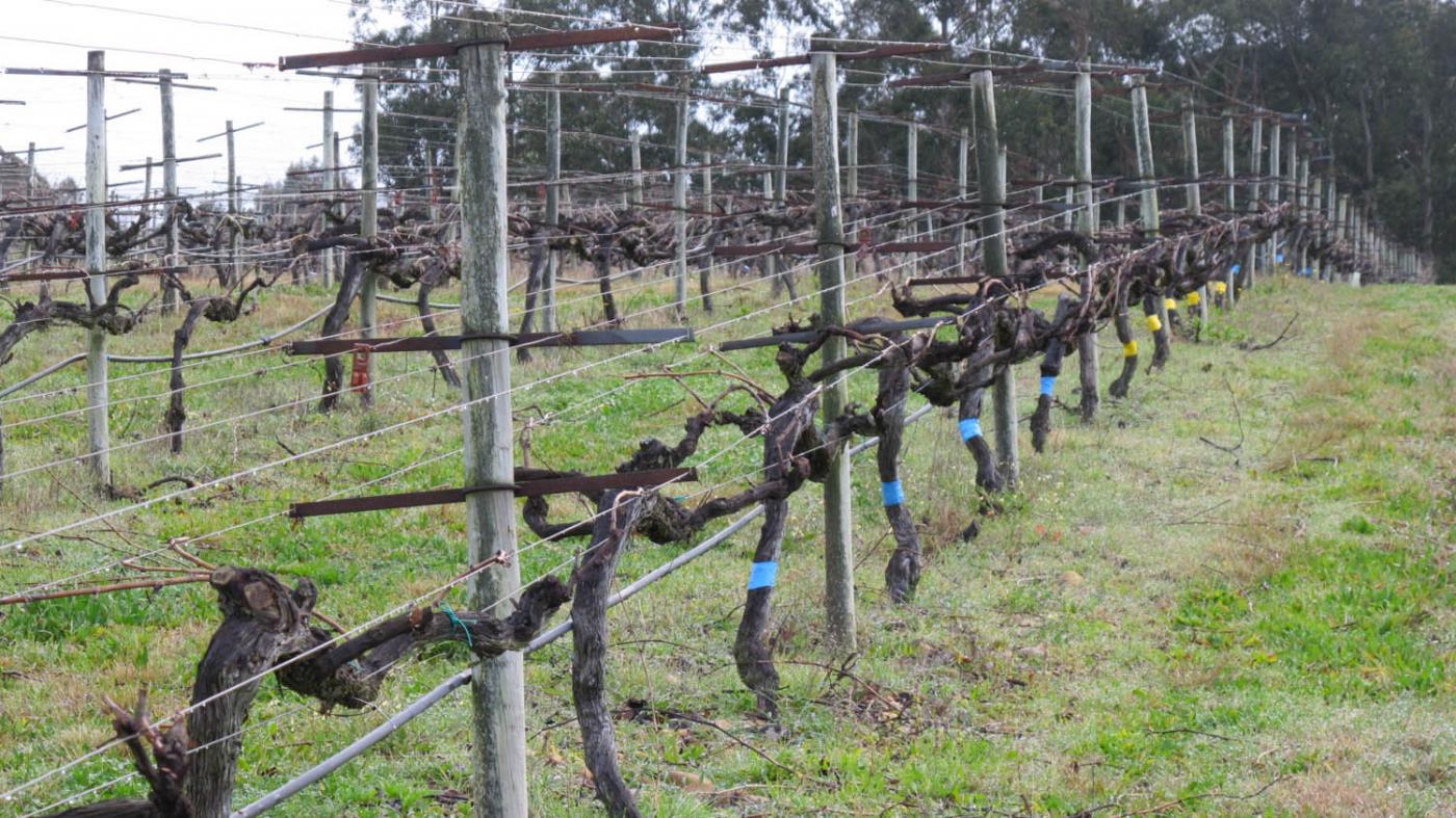 A universidade galega alíase co sector do viño e demostra o alto valor do vermicompost de bagazo como biofertilizante