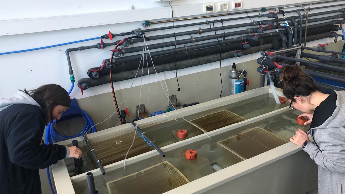 Investigadoras da UVigo analizan os parámetros biolóxicos e achegan ferramentas de xestión da navalla e cogombro de mar
