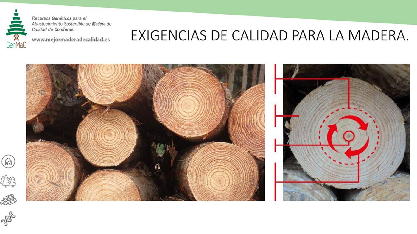 A demanda de madeira de piñeiro experimentará un crecemento sostido vinculado á construción