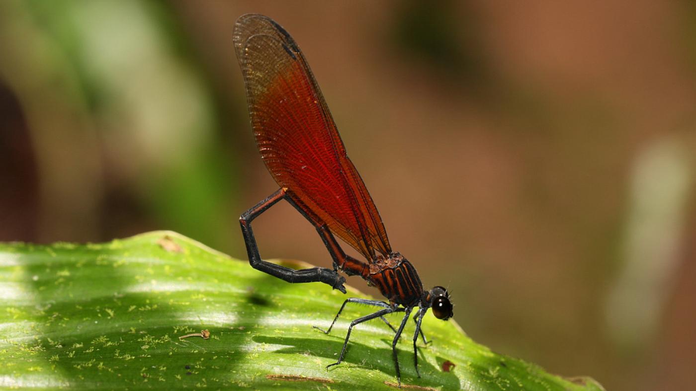 Entomólogos de 13 países promoven unha rede de ciencia cidadá para coñecer o tamaño das poboacións de libélulas