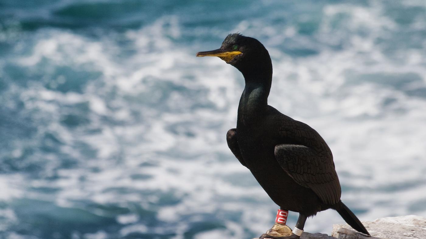 O proxecto Encorat busca reducir a mortalidade do corvo mariño cristado nas artes de pesca