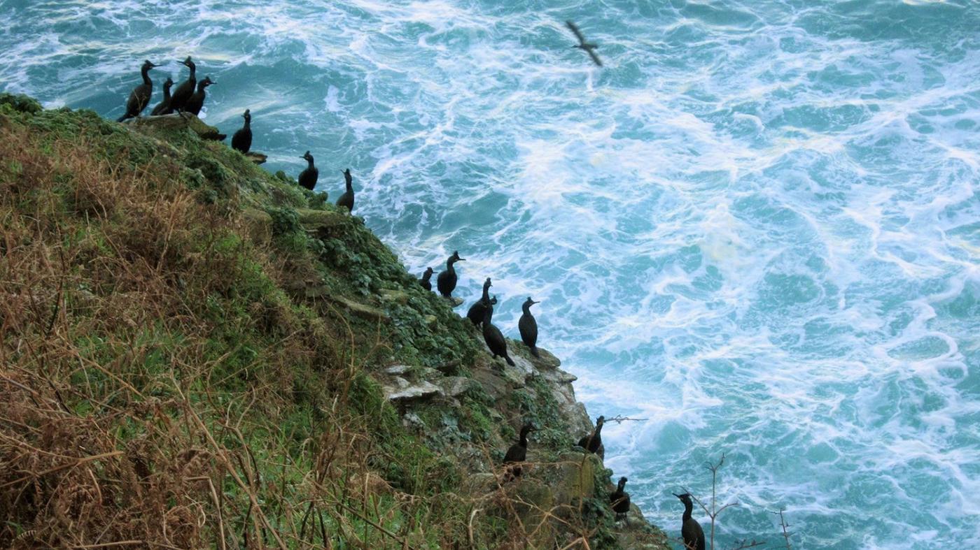 O proxecto Encorat busca reducir a mortalidade do corvo mariño cristado nas artes de pesca