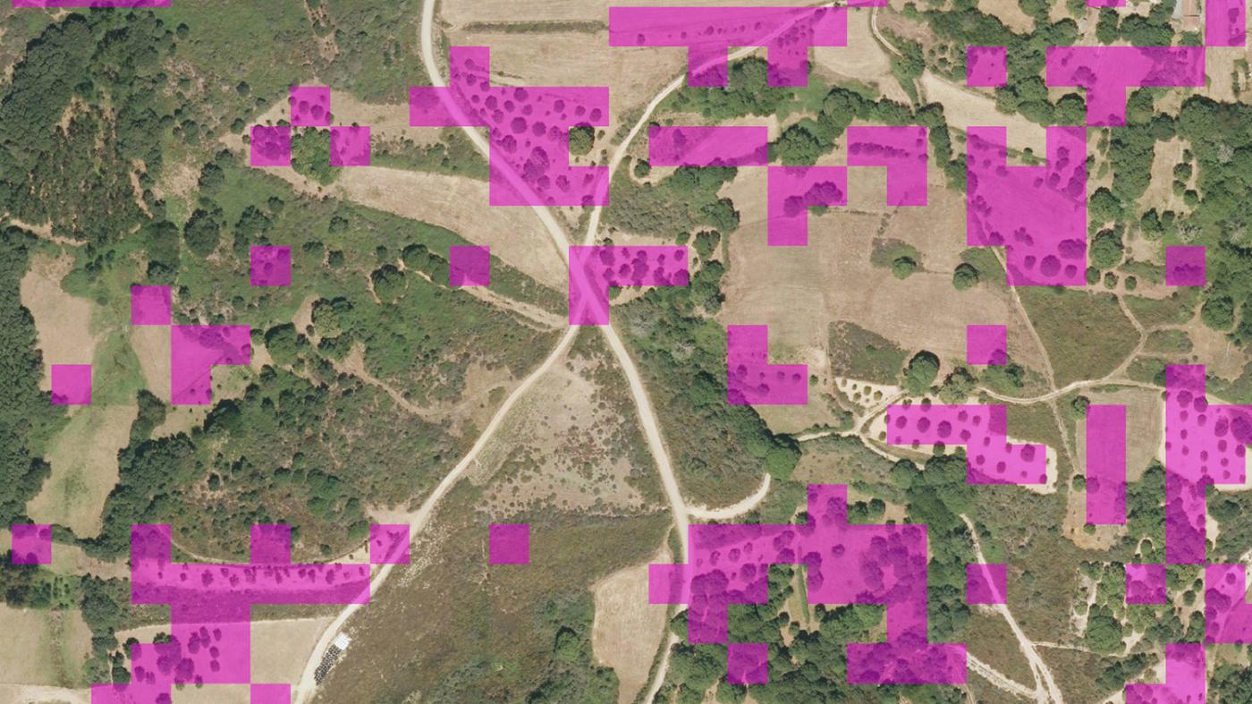 Investigadoras da EE Forestal crean unha metodoloxía para localizar plantacións de castiñeiros a partires de imaxes por satélite