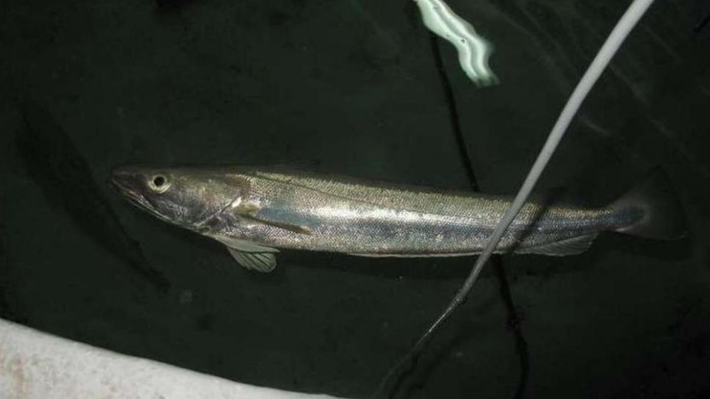 Scientific Reports publica un estudo vigués sobre a orixe común de todos os morfotipos raros de pescada e a ausencia de especies crípticas no Cono Sur