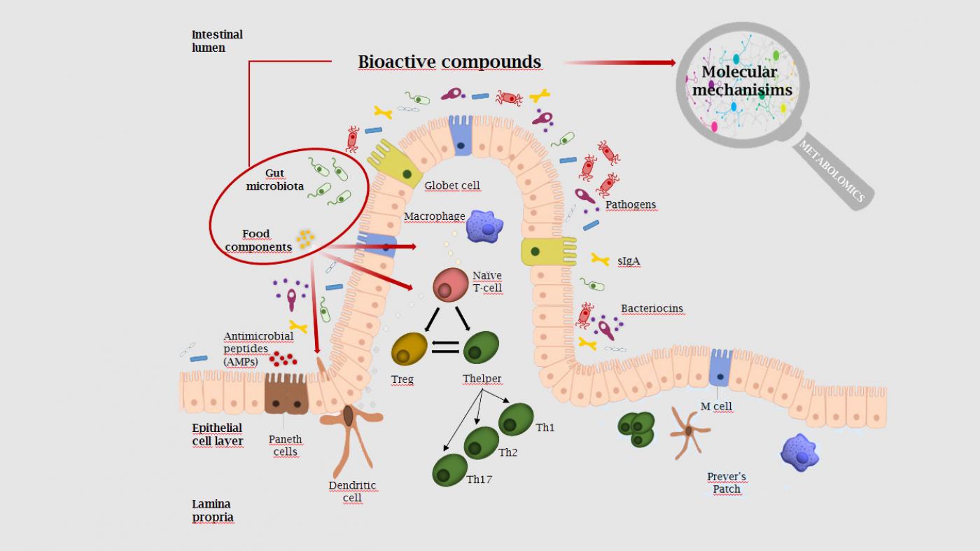 Unha tese analiza o efecto de diferentes compostos bioactivos sobre o sistema inmune