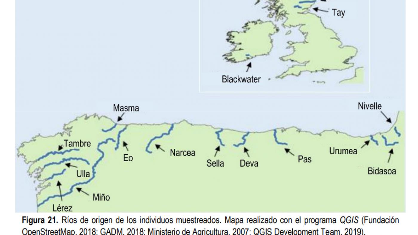 Unha investigadora do CIM realiza unha análise xenómica das poboacións de salmón atlántico da península ibérica