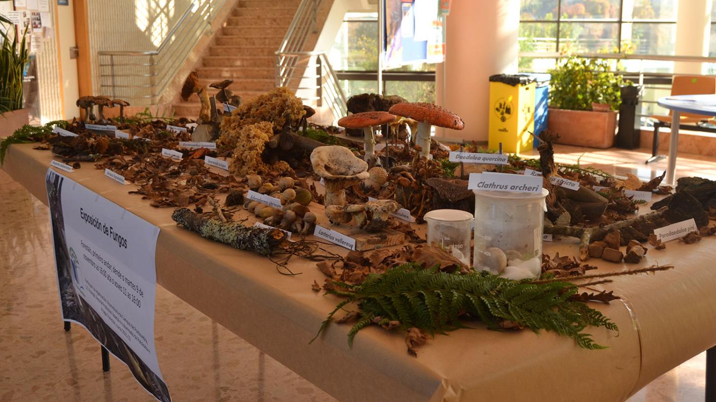 Unha exposición reúne no campus preto de 40 especies de fungos