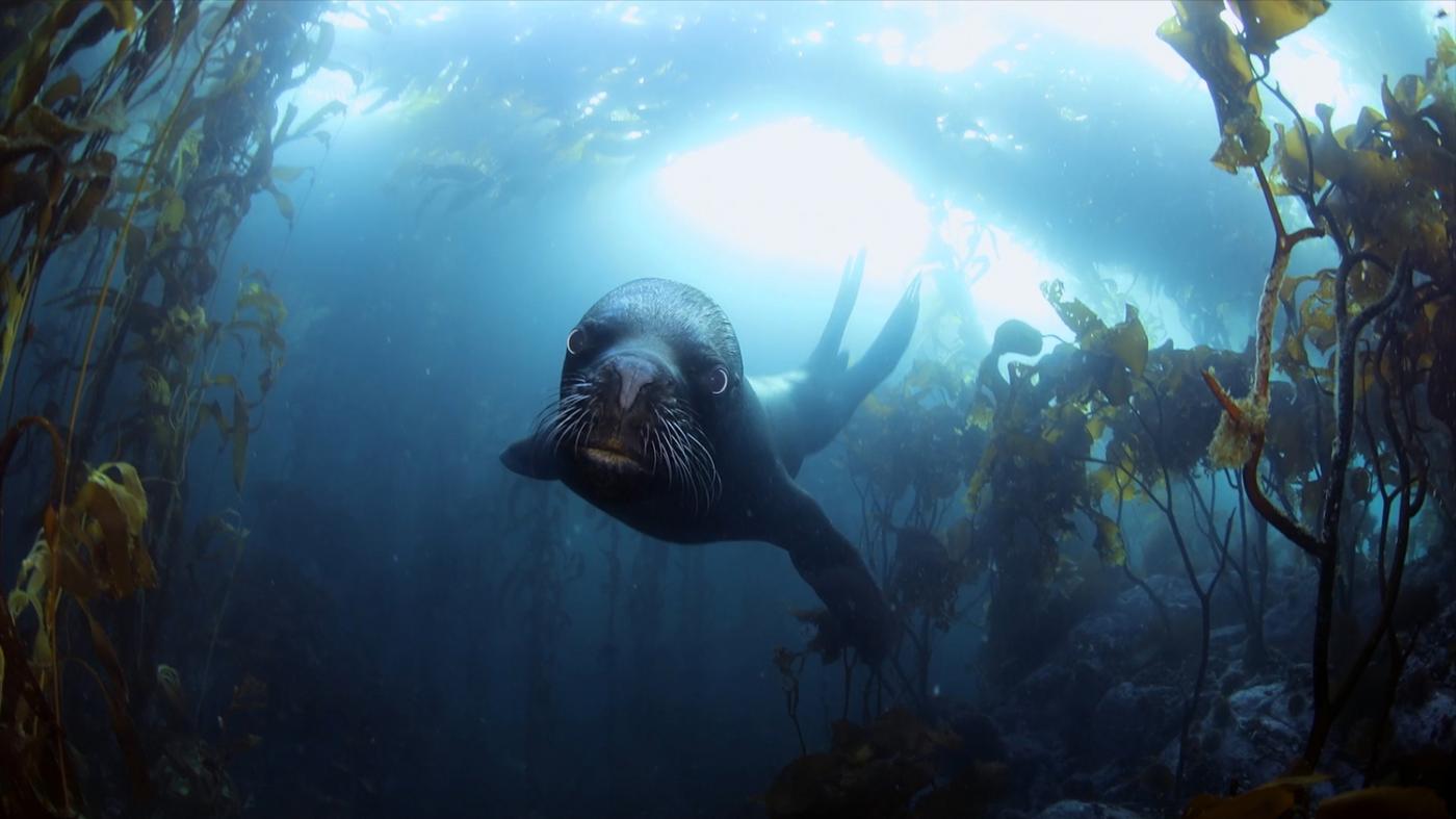 A Semana de Cine Submarino cumpre 30 anos cunha edición centrada na vida oceánica e nos tesouros da península ibérica