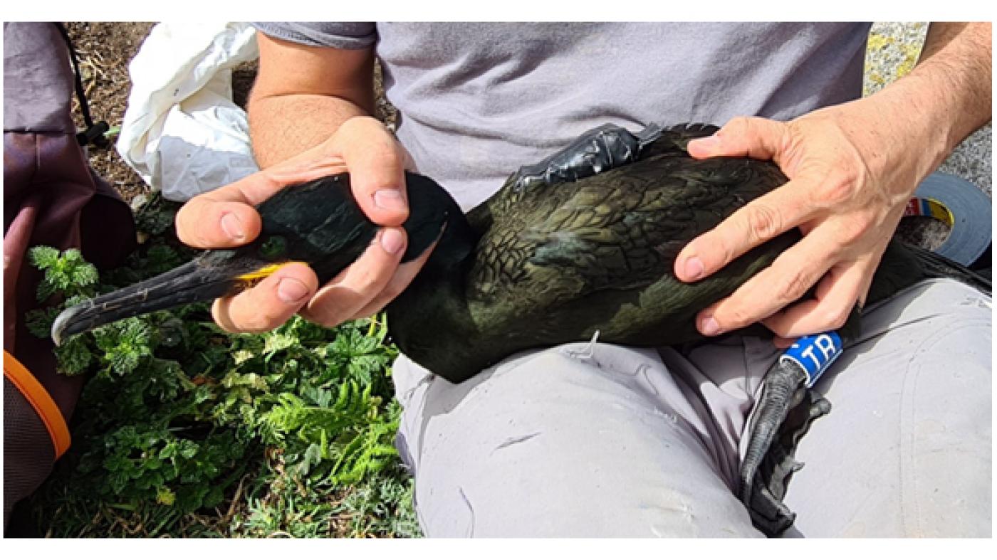 O proxecto Encorat propón a xestión temporal das pesquerías de enmalle para protexer os corvos mariños cristados 