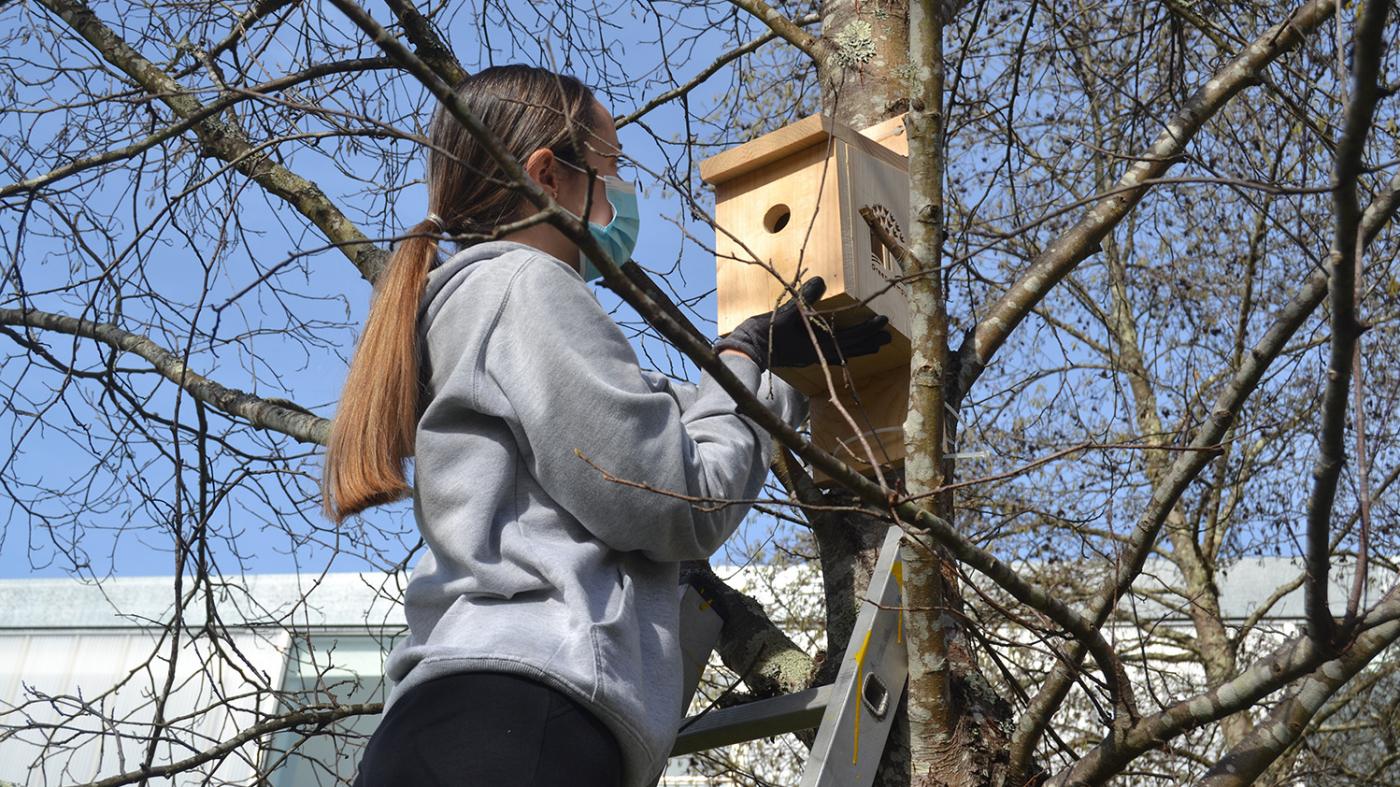 O campus continúa enchéndose de fogares para paxaros