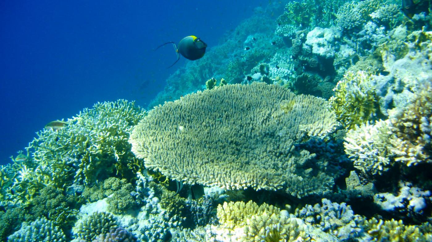 Os factores climáticos e tectónicos deron forma á distribución actual dos arrecifes de coral nas zonas tropicais