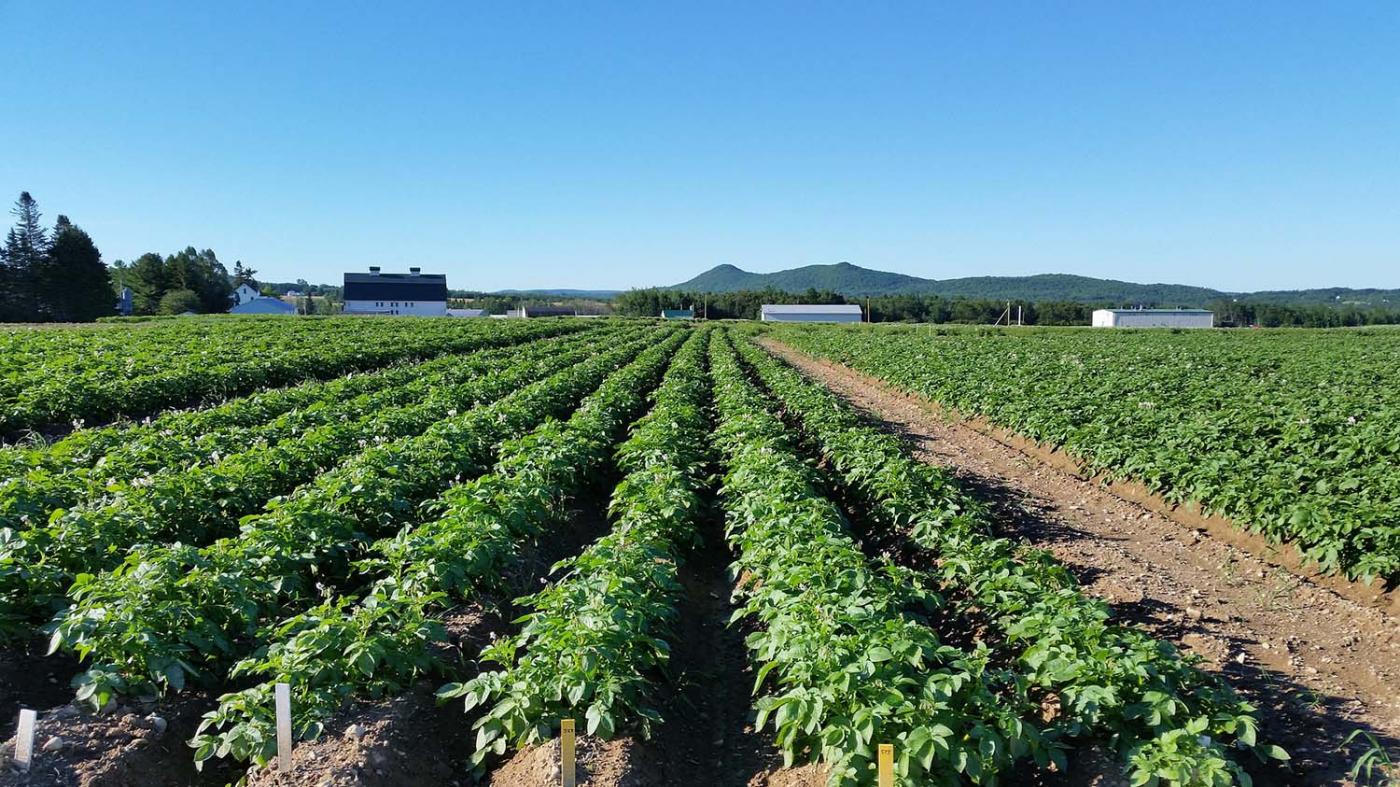 A UVigo participa nun proxecto europeo que estuda a resiliencia das raíces dos cultivos agrícolas máis importantes fronte ao cambio climático