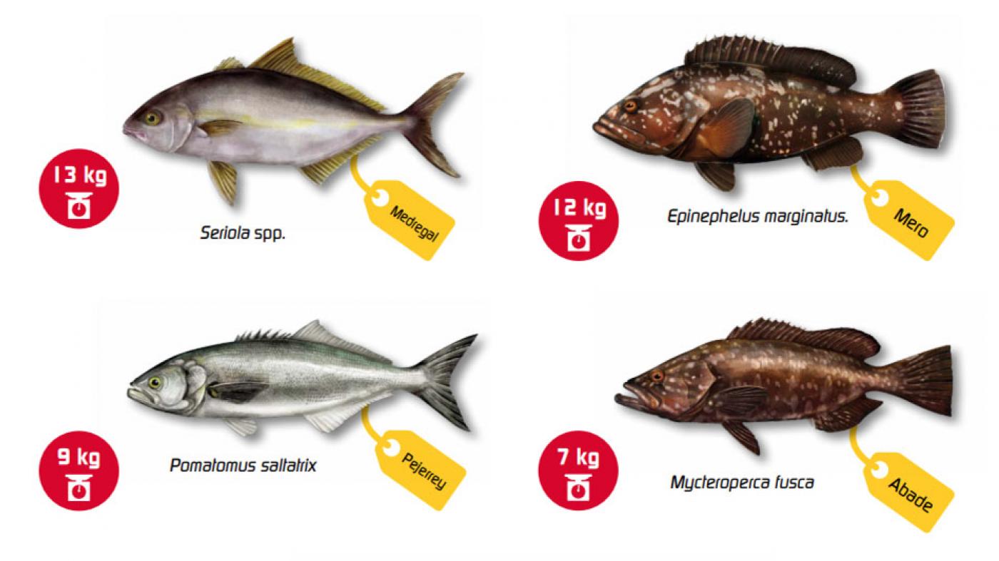 A UVigo renova por tres anos o seu traballo de caracterización química das ciguatoxinas presentes en peixes contaminados