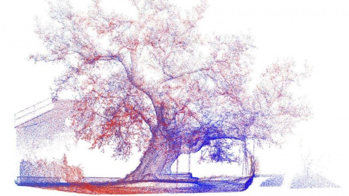 A EE Forestal xerará unha imaxe tridimensional do carballo de Santa Margarida