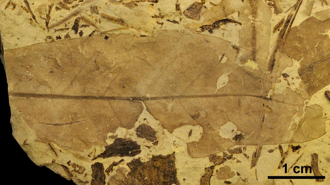 Fósiles de Teruel constatan “a guerra” librada entre insectos e plantas hai 100 millóns de anos