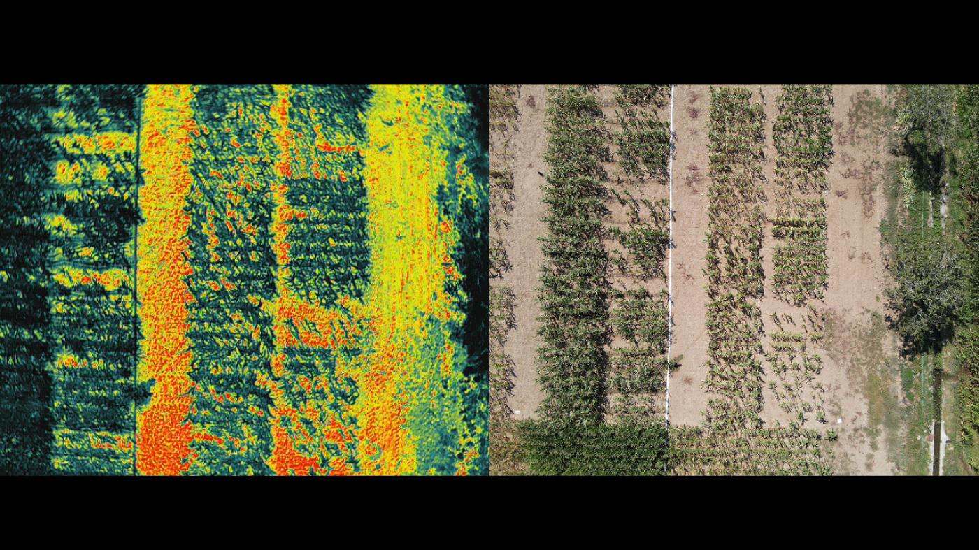 Investigadores da UVigo e do CSIC analizan como mellorar a resistencia do millo a pragas e secas