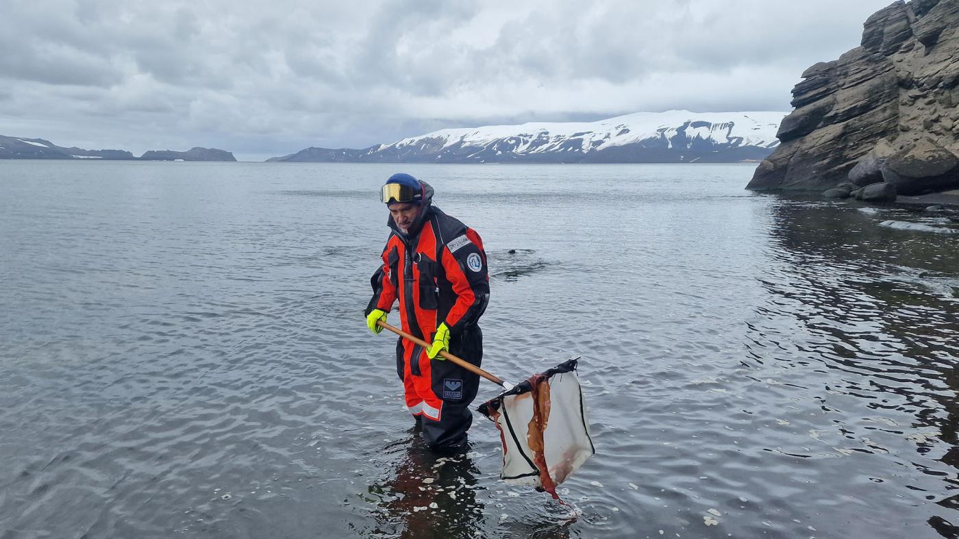 Investigadores do CIM-UVigo comezan na Antártida os experimentos para avaliar o efecto da radiación solar e da temperatura nas macroalgas