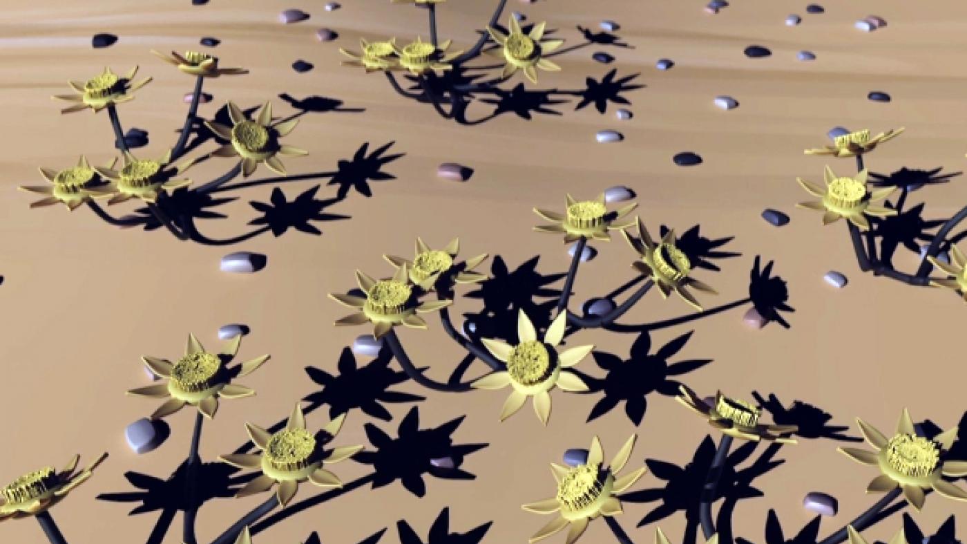 Un novo vídeo de Divulgare analiza as estratexias adaptativas dos organismos no deserto