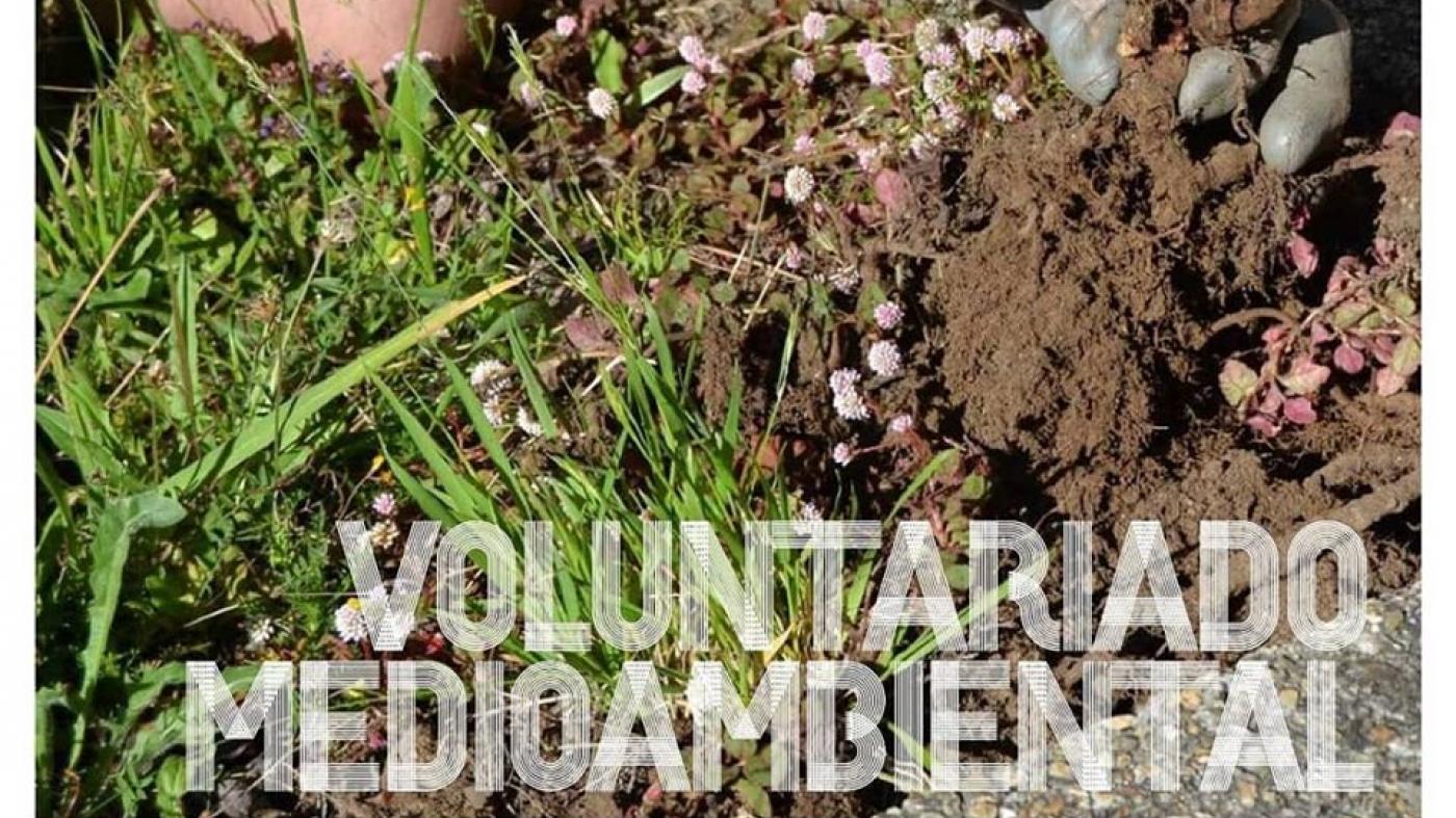 Un programa de voluntariado da OMA permite erradicar a flora invasora do campus
