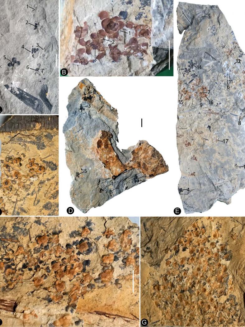 Diversas imaxes dos fósiles das flores localizadas na rexión de Nanjing 