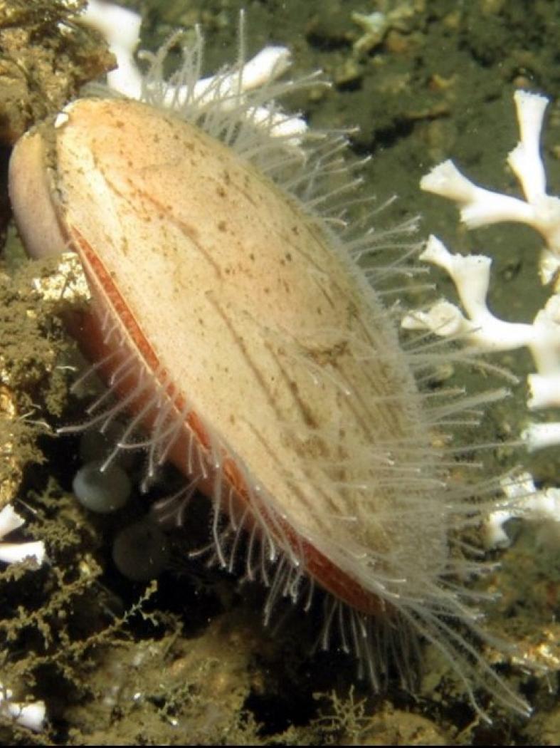 O grupo de Bioloxía Ambiental descobre dúas novas especies de hidrozoos nos fondos mariños da costa africana