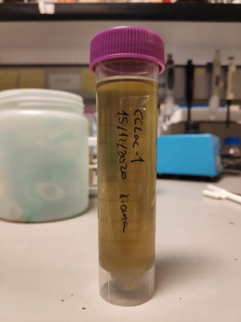 O proxecto Tec-SosVal explora a obtención de biomoléculas a partir de restos da pataca e do melón