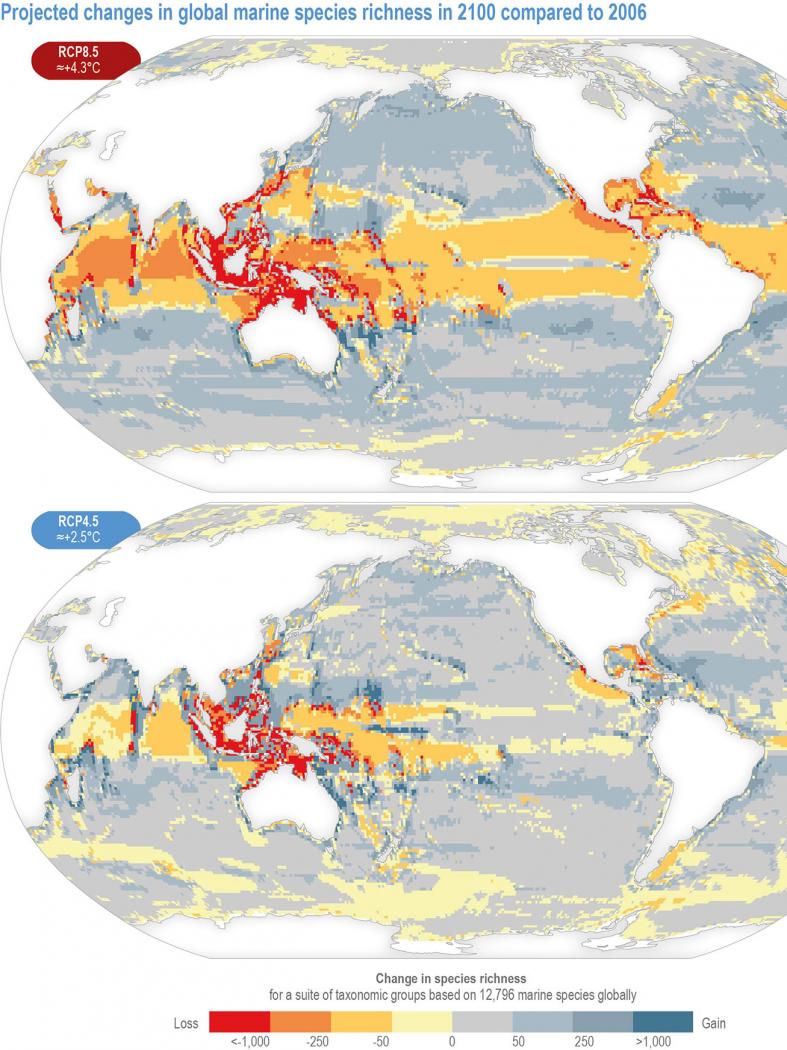 Elena Ojea, autora principal do capítulo sobre océanos do último informe do IPCC: “As vagas de calor mariñas están levando ás especies aos seus límites de tolerancia”