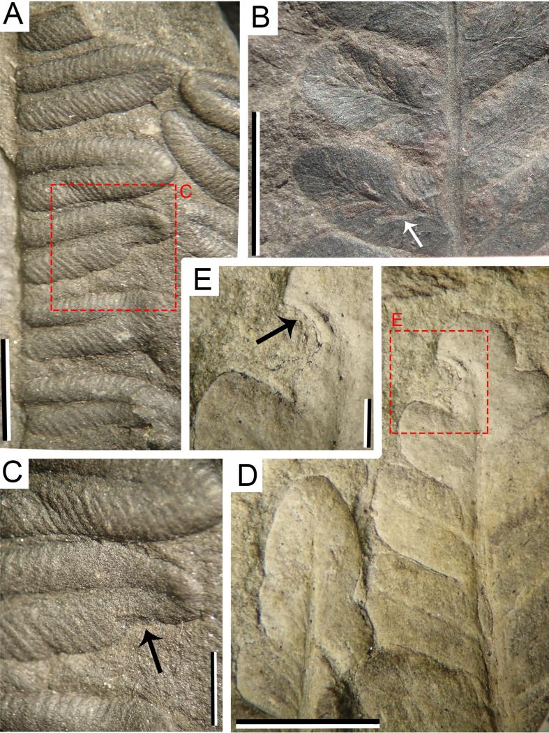 Investigadores da UVigo identifican o rexistro fósil máis antigo de posta de ovos de insectos en plantas da península ibérica 