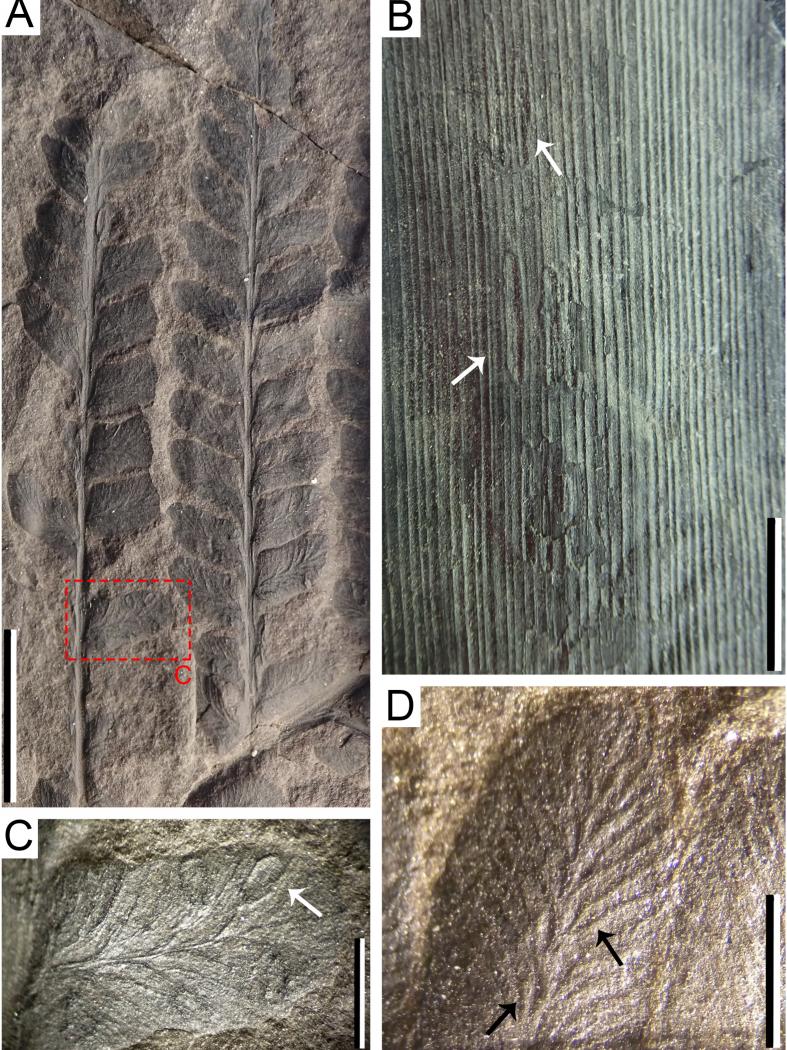 Investigadores da UVigo identifican o rexistro fósil máis antigo de posta de ovos de insectos en plantas da península ibérica 