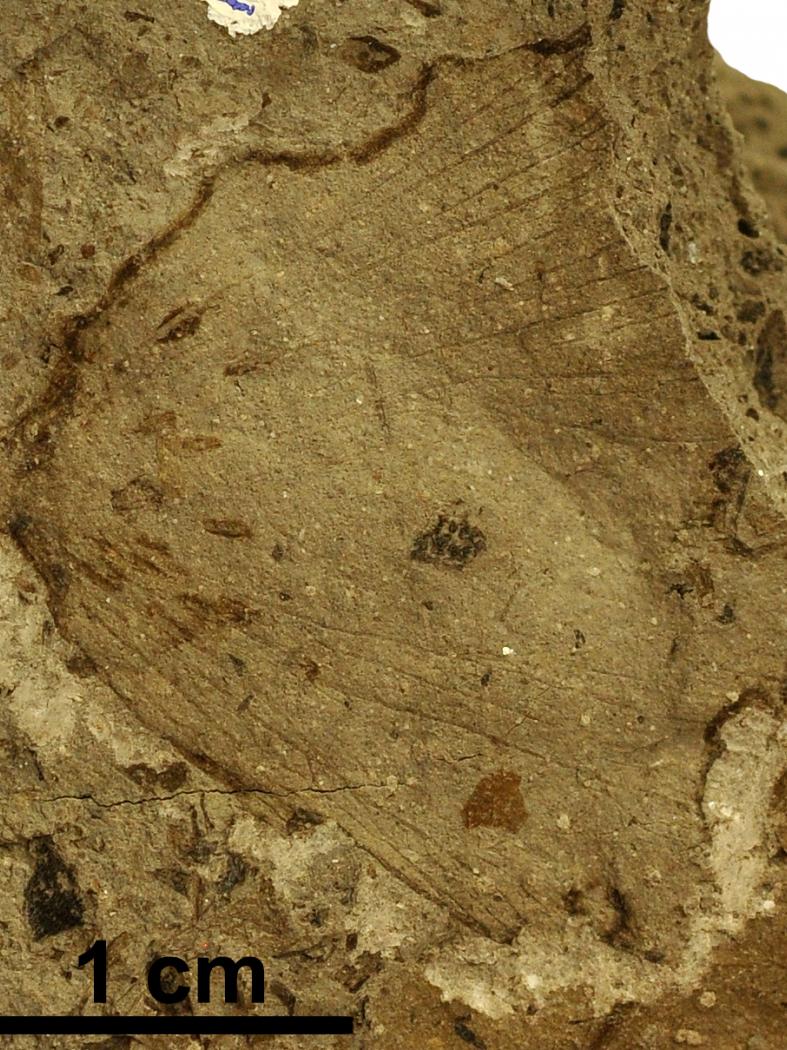 Fósiles de Teruel constatan “a guerra” librada entre insectos e plantas hai 100 millóns de anos