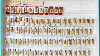 Investigadores da UVigo e do Museo Nacional de Ciencias Naturais propoñen como usar as coleccións históricas das especies para deseñar estratexias de conservación