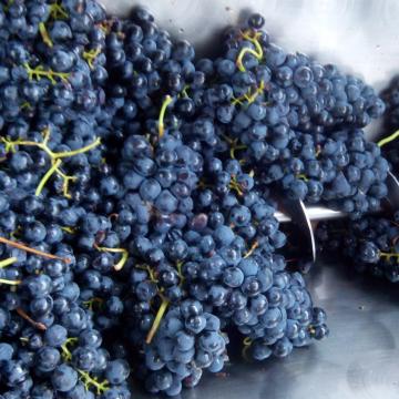 A presenza de residuos de funxicidas no medio fermentativo pode alterar o aroma do viño