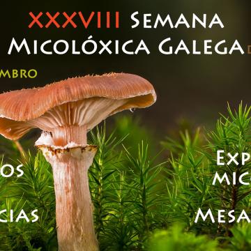 A Semana Micolóxica Galega celebra a súa trixésimo oitava edición con exposicións, conferencias, mesas redondas e concursos