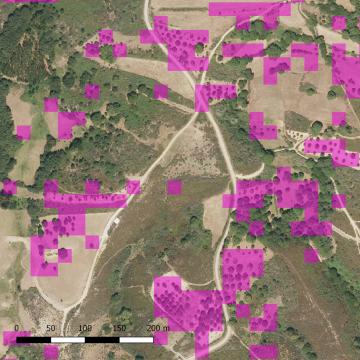 Investigadoras da EE Forestal crean unha metodoloxía para localizar plantacións de castiñeiros a partires de imaxes por satélite