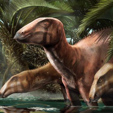 Un equipo internacional liderado pola UVigo atopa os restos de dinosauros máis grandes e completos escavados en Italia