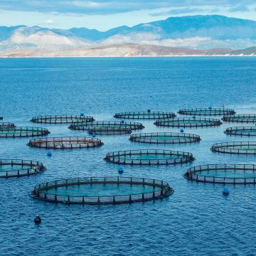 Redución de emisións, reforma da pesca de captura e expansión da maricultura, claves, segundo expertos internacionais, para incrementar a produción de alimentos mariños