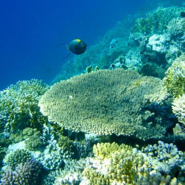 Os factores climáticos e tectónicos deron forma á distribución actual dos arrecifes de coral nas zonas tropicais
