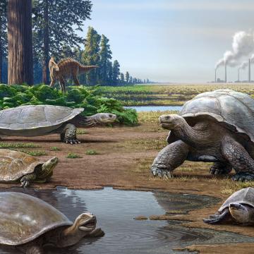 Un estudo da UVigo e o Museo de Historia Natural de Londres alerta de que as tartarugas afrontan unha carreira contrarreloxo para vencer o cambio climático