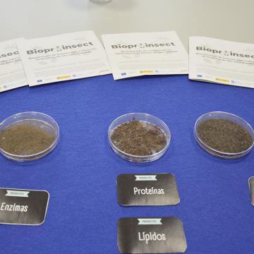 O proxecto Bioproinsect obtén catro novos produtos de alto valor engadido a partir do verme da fariña