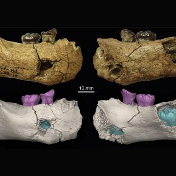Un equipo internacional codirixido desde a UVigo localiza os restos de Homo erectus máis antigos e modifica a cronoloxía da evolución humana